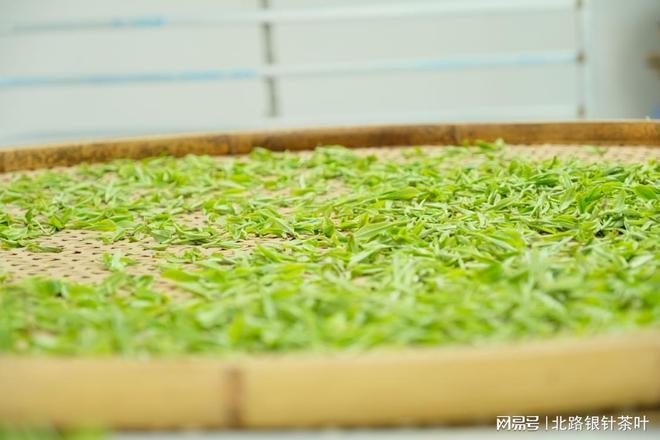 2026年白茶工艺流程：从鲜叶到成茶的7