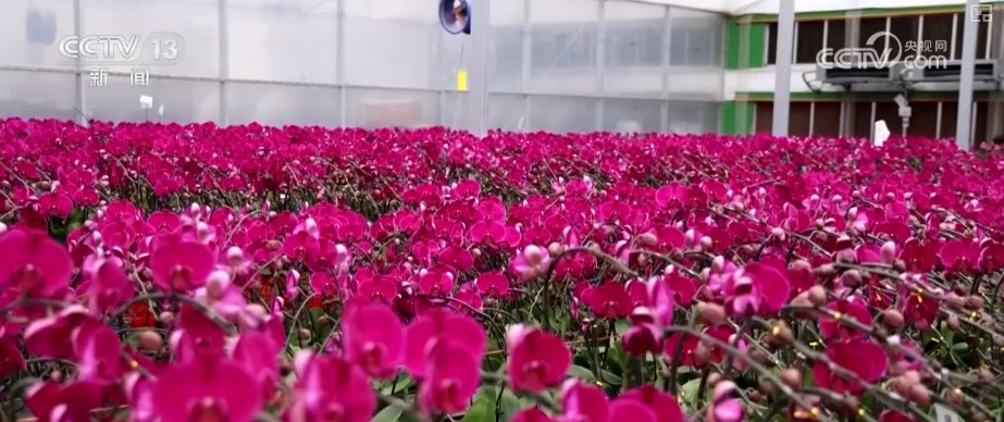 年味浓、消费旺！鲜花、美食、花灯……订单